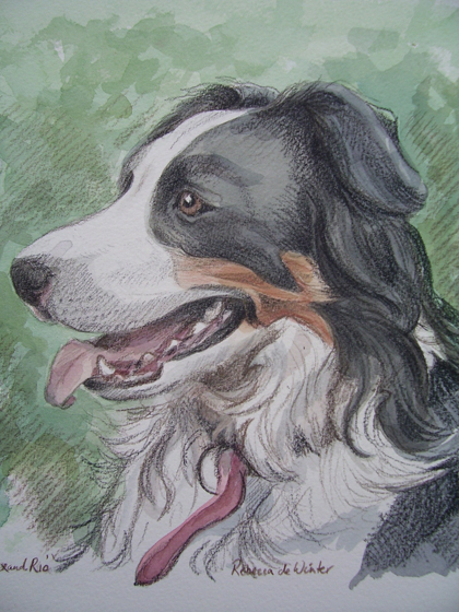 collie